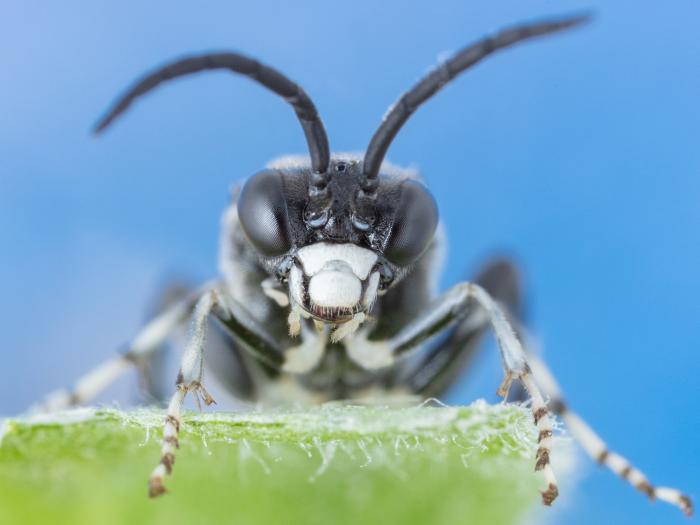 Tenthrède du sureau (Macrophya epinota)