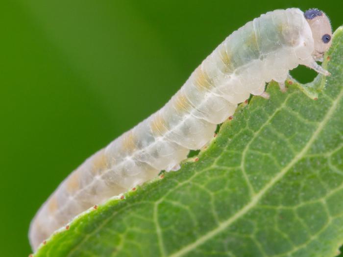 Tenthrède du sureau (Macrophya epinota)