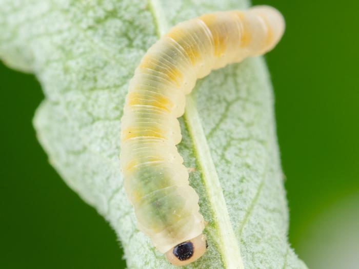 Tenthrède du sureau (Macrophya epinota)