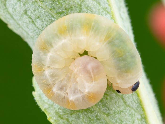 Tenthrède du sureau (Macrophya epinota)