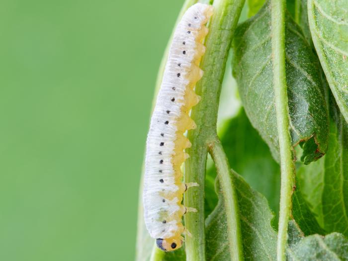 Tenthrède du sureau (Macrophya epinota)