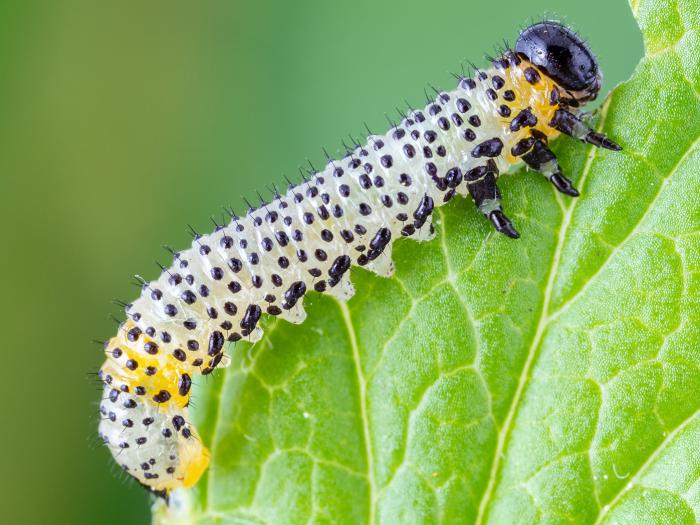 Némate du groseillier (Nematus ribesii)