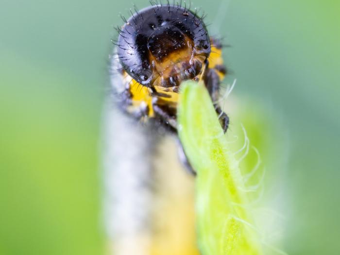 Némate du groseillier (Nematus ribesii)