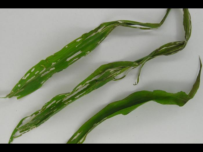 Limaces