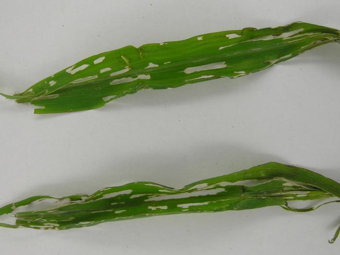 Limaces