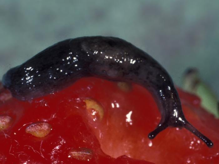 Limaces
