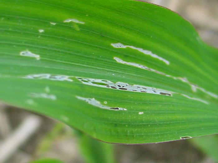 Limaces