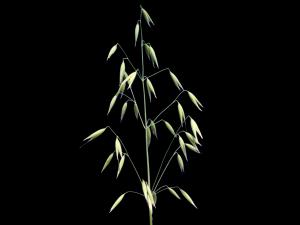 Avoine cultivée(Avena sativa)_1