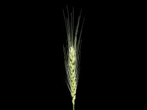 Blé commun(Triticum aestivum)_3