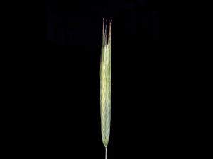 Seigle commun (Secale cereale)_1
