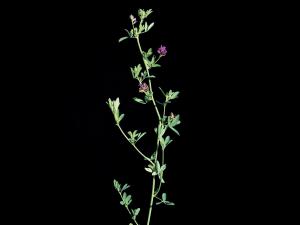 Luzerne cultivé (Medicago sativa)_2