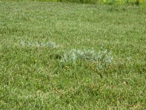 Andromède glauque(Andromeda polifolia)_5