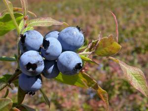 Bleuet fausse-myrtille(Vaccinium myrtilloides)_3