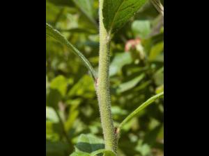 Bleuet fausse-myrtille(Vaccinium myrtilloides)_7