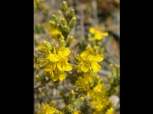 Hudsonie tomenteuse (Hudsonia tomentosa)_4