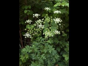 Berce commune(Heracleum sphondylium)_7