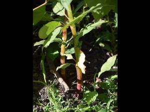 Impatiente glanduleuse (Impatiens glandulifera)_6