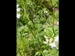 Anthrisque des bois(Anthriscus sylvestris)_1