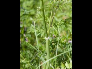 Anthrisque des bois(Anthriscus sylvestris)_3