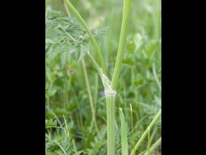 Anthrisque des bois(Anthriscus sylvestris)_4