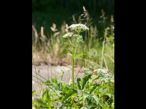 Égopode podagraire(Aegopodium podagraria)_8