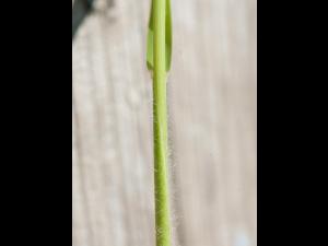 Miscanthus commun (Miscanthus sacchariflorus)_11