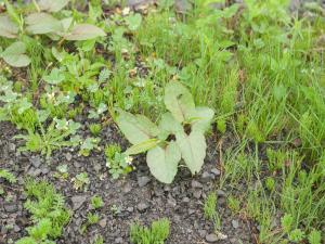Renouée Sakhaline (Reynoutria sachalinensis)_21