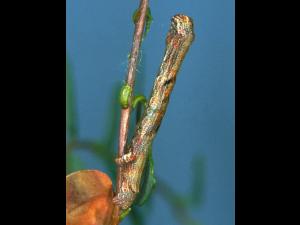 Arpenteuse bossue de la pruche (Ectropis crepuscularia)