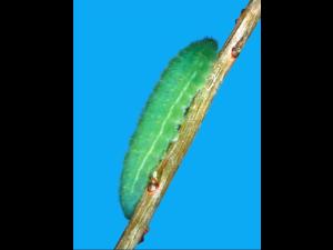 Cuivré des tourbières (Lycaena epixanthe)_1