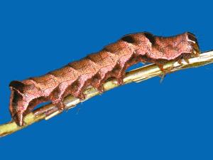 Chenille à chevrons (Melanchra adjuncta)_3