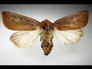 Chenille zébrée (Melanchra picta)_3