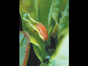 Cécidomyie des atocas (Dasineura oxycoccana)_7