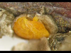 Cochenille de Dearness (Rhizaspidiotus dearnessi)_3