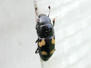 Nitidule à quatre points (Glischrochilus quadrisignatus)_2