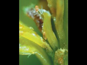 Cécidomyie des atocas (Dasineura oxycoccana)_9