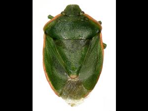 Chlorochroa persimilis_1