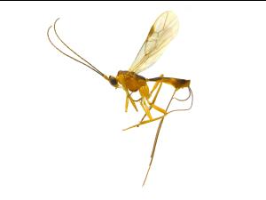 Braconidés (Braconidae)