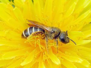 Halictidés (Halictidae)