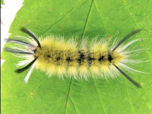 Halysidote du pommier (Halysidota tessellaris)_1