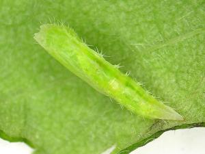 Geina tenuidactyla_1