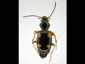 Bembidion quadrimaculatum oppositum_2