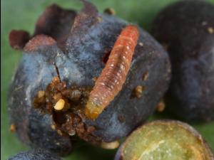 Petit carpocapse de la pomme (Grapholita prunivora)_2