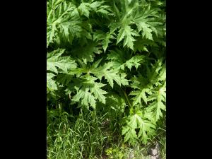 Berce Caucase(Heracleum mantegazzianum)_2