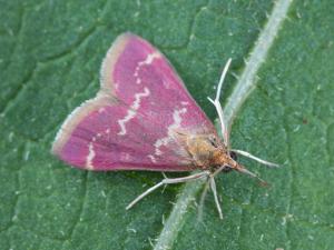 Pyrausta signatalis_6