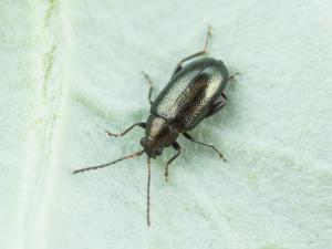 Altise crucifère (Phyllotreta cruciferae)_3