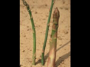 Criocère de l'asperge (Crioceris asparagi)_8
