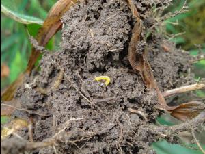 Chrysomèle des racines du mais du nord (Diabrotica barberi)_6