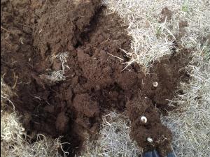 Hanneton européen (Amphimallon majale)_6