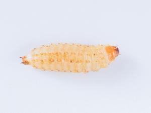 Petit coléoptère de la ruche (Aethina tumida)