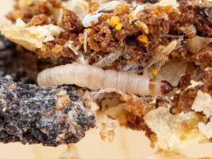 Petite fausse-teigne (Achroia grisella)